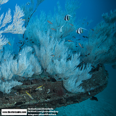 Black Coral Wreck